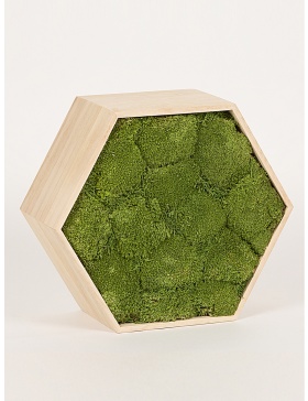 Preserved green moss hexagon frame 