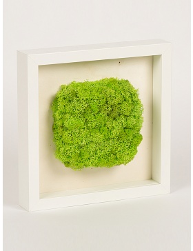 Frame with square shaped green moss