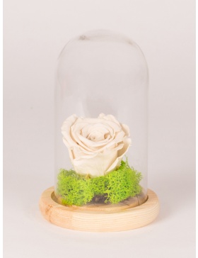 Preserved rose in tall glass bell with wooden base