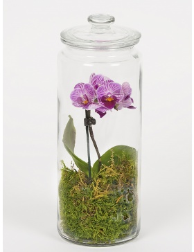 Orchid and green moss terrarium